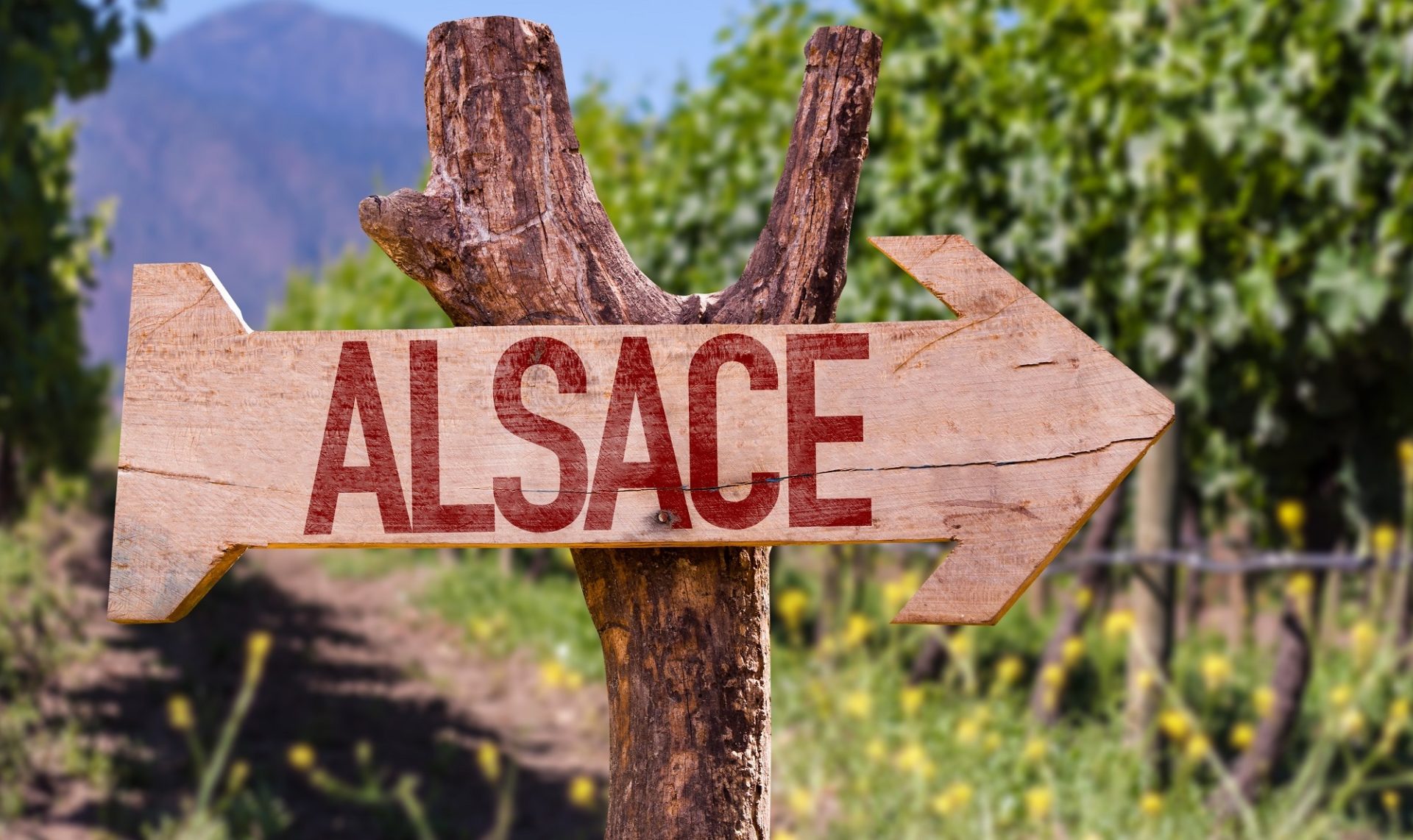 Agence Web Alsace