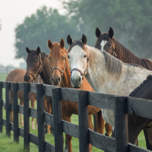Quatre chevaux près d'une clôture.
